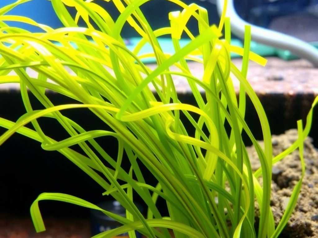How to Care for Aquatic Bladderwort in Fish Tanks Easily
