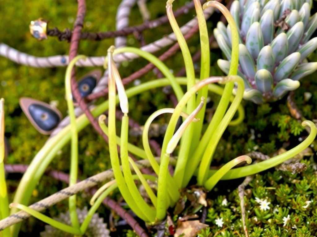 How to Overwinter Epiphytic Bladderwort Without Issues