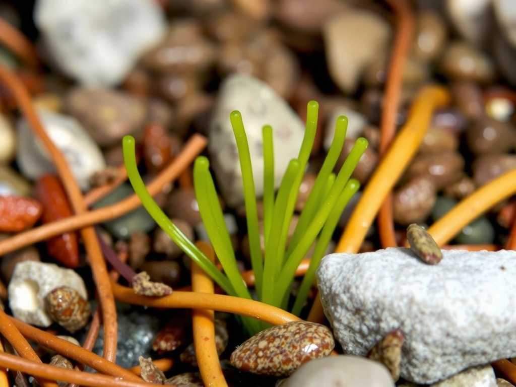 How to Overwinter Terrestrial Bladderwort in Cold Climates