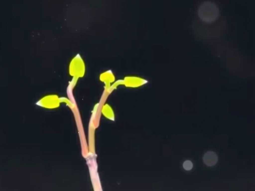 How to Propagate Terrestrial Bladderwort From Rhizomes(1)