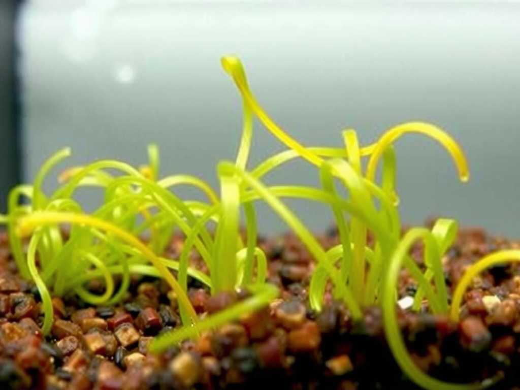 How to Feed Terrestrial Bladderwort for Lush Healthy Growth(1)