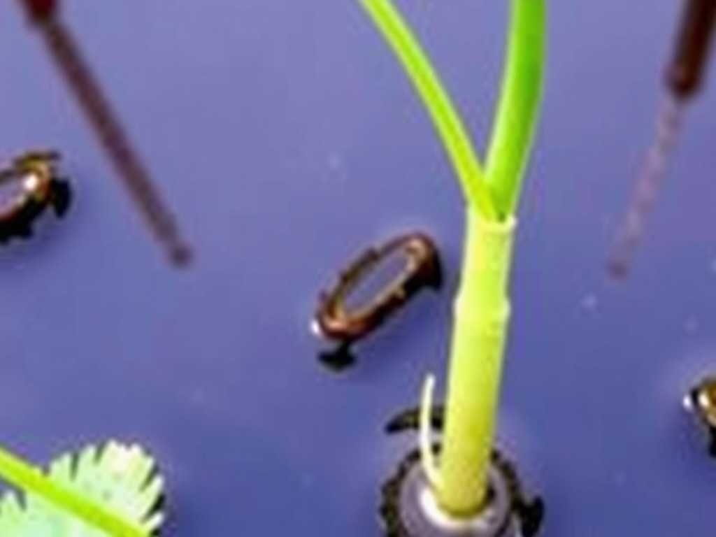 How to Water Terrestrial Bladderwort to Avoid Root Rot