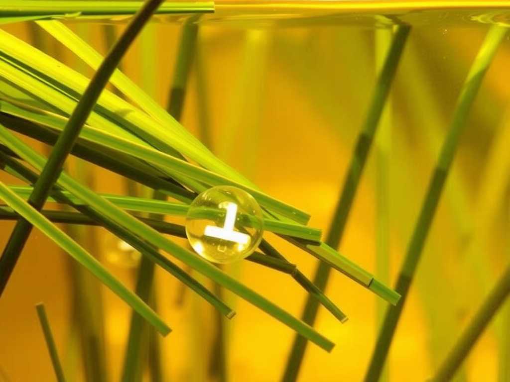 How to Fix Aquatic Bladderwort Not Producing Traps Issues