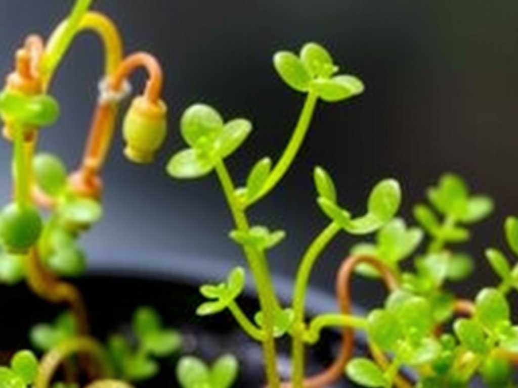 How to Care for Epiphytic Bladderwort in Indoor Gardens