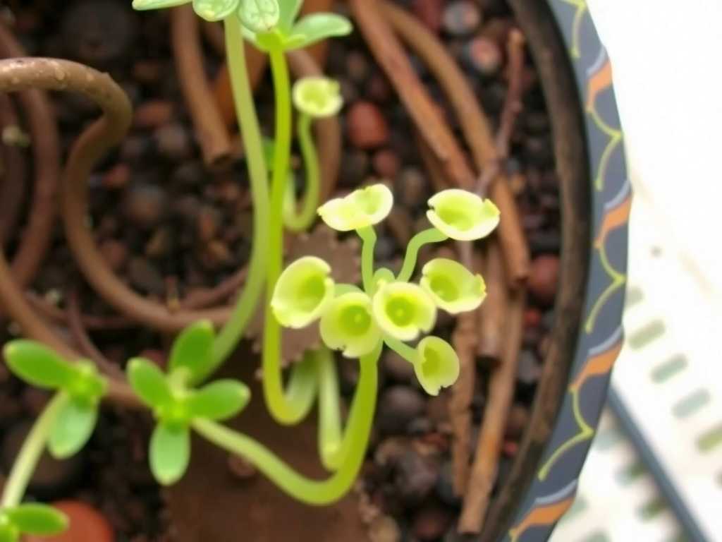 How to Grow Epiphytic Bladderwort for Quick Establishment