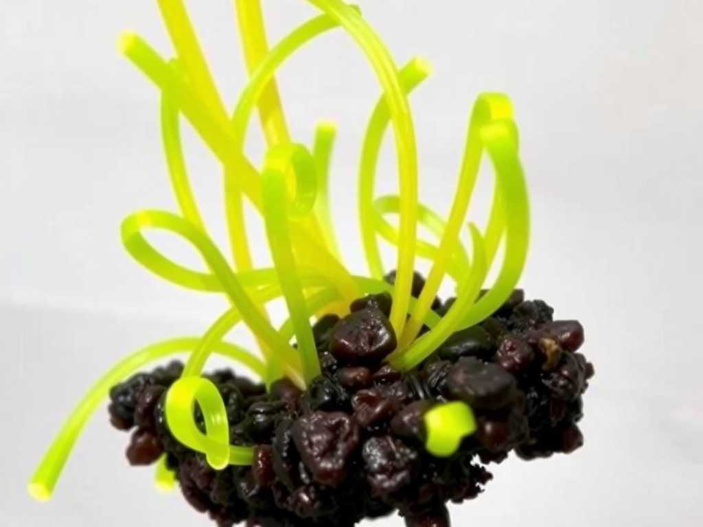 How to Fix Epiphytic Bladderwort Slow Trap Closure