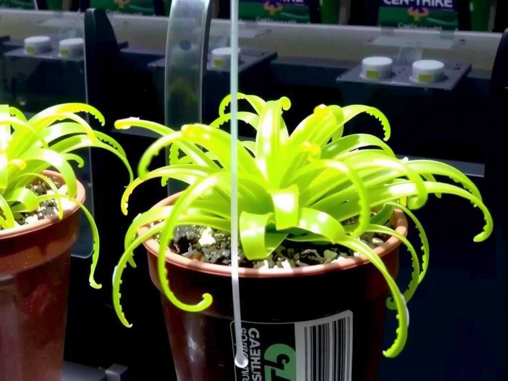 How to Care for Epiphytic Bladderwort in Large Mounts